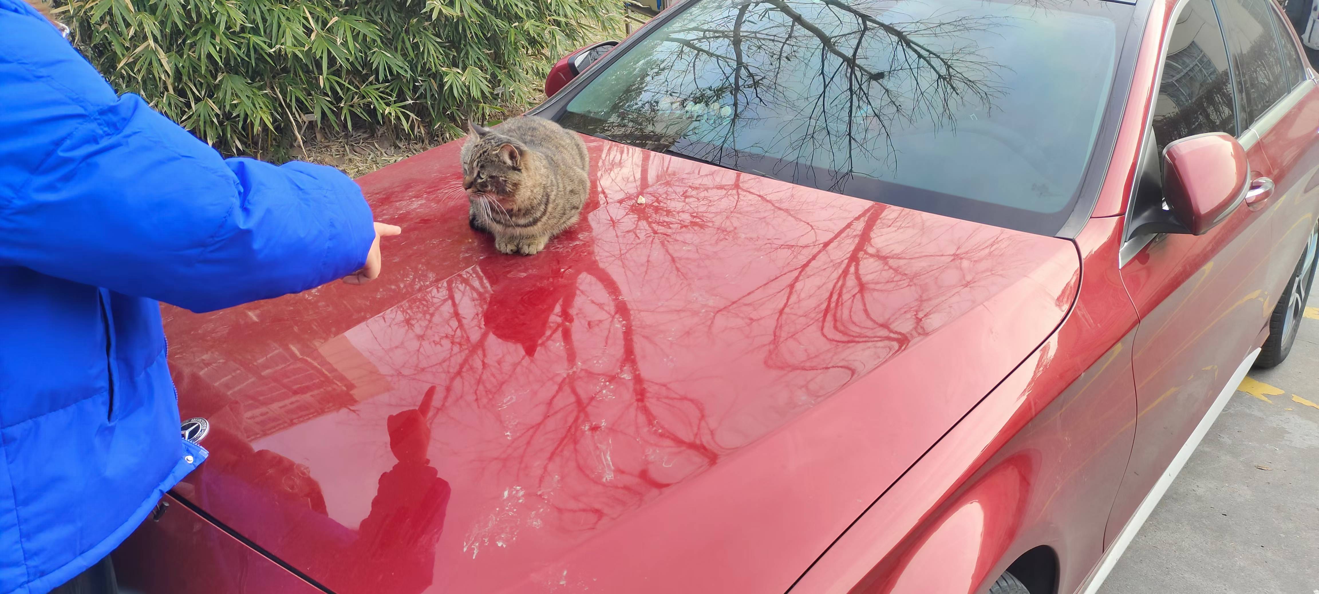 南京街巷里遇到的猫